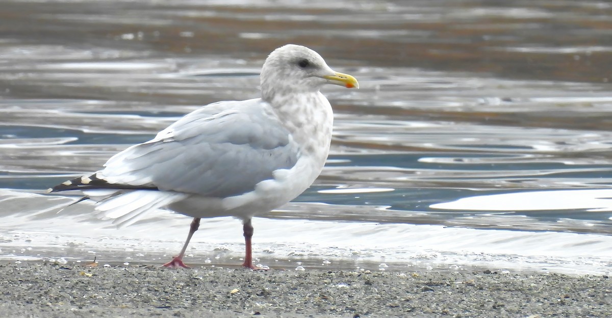 Iceland Gull - ML646324752