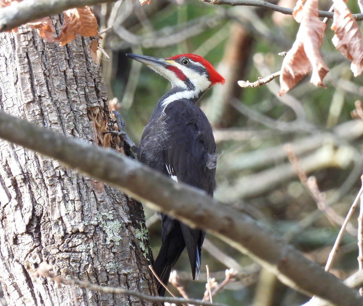 Pileated Woodpecker - ML646324753