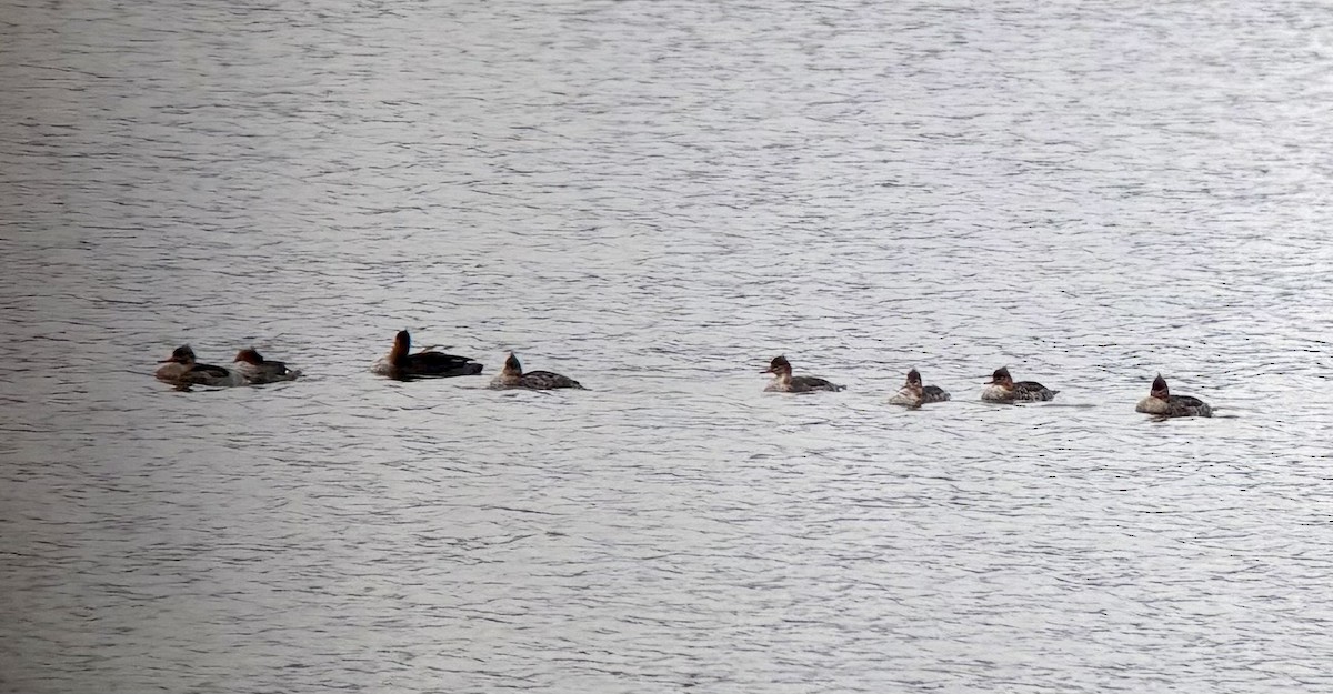 Smergo minore - ML646324756