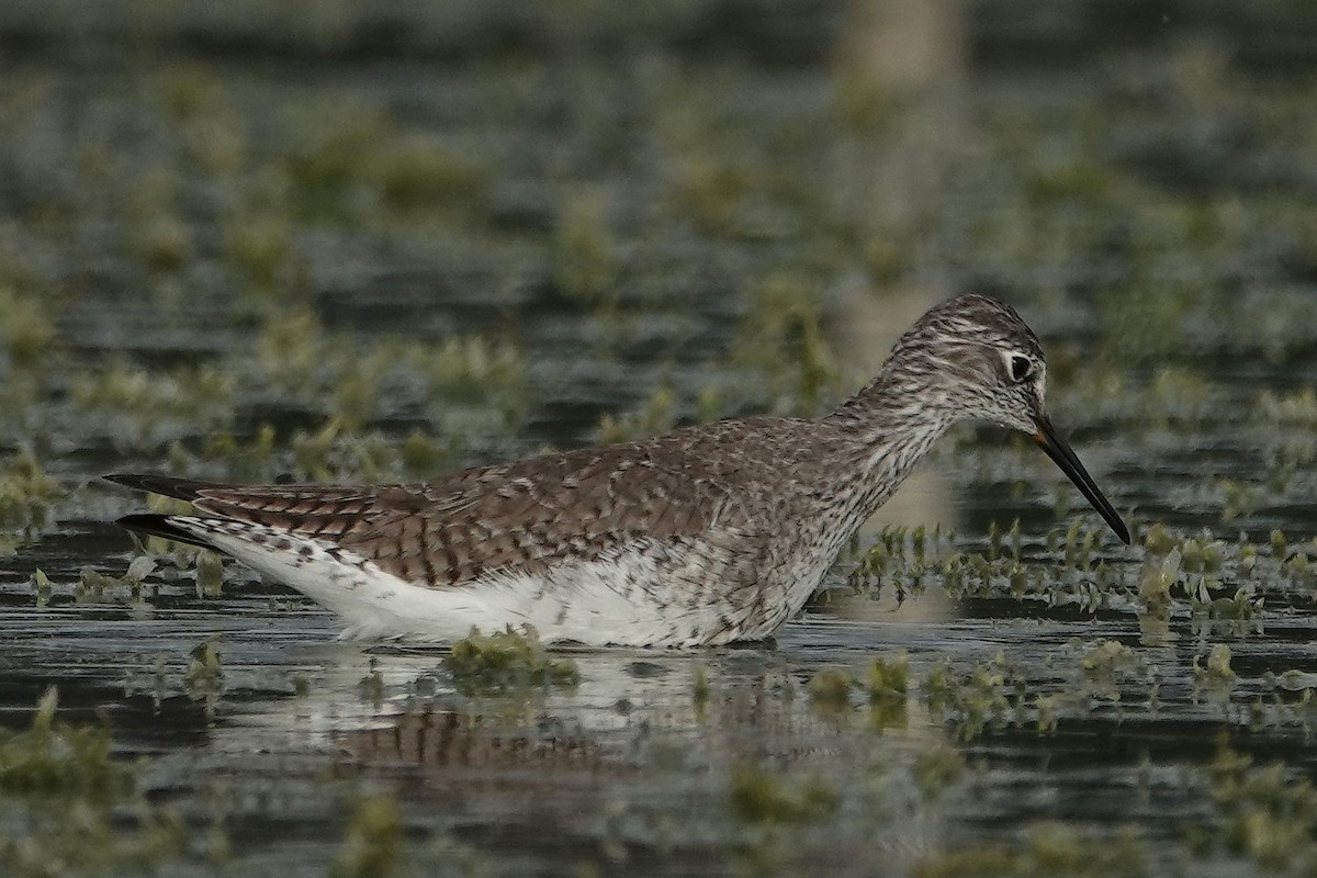 Lesser Yellowlegs - ML646324758