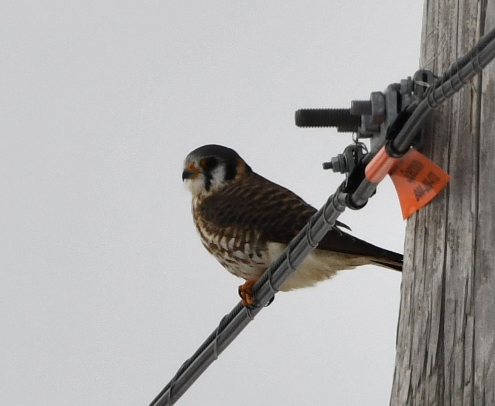 American Kestrel - ML646324759