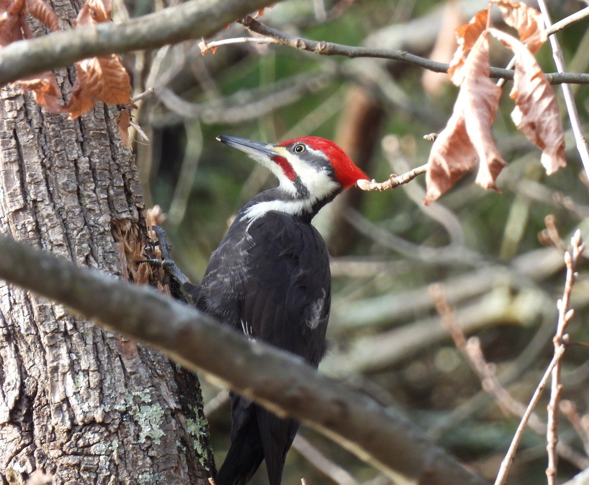 Pileated Woodpecker - ML646324761
