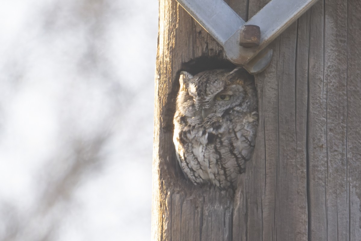Eastern Screech-Owl - ML646324762