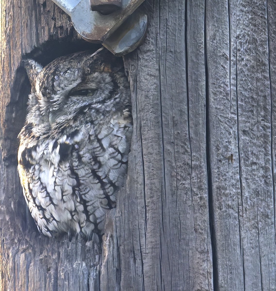 Eastern Screech-Owl - ML646324763