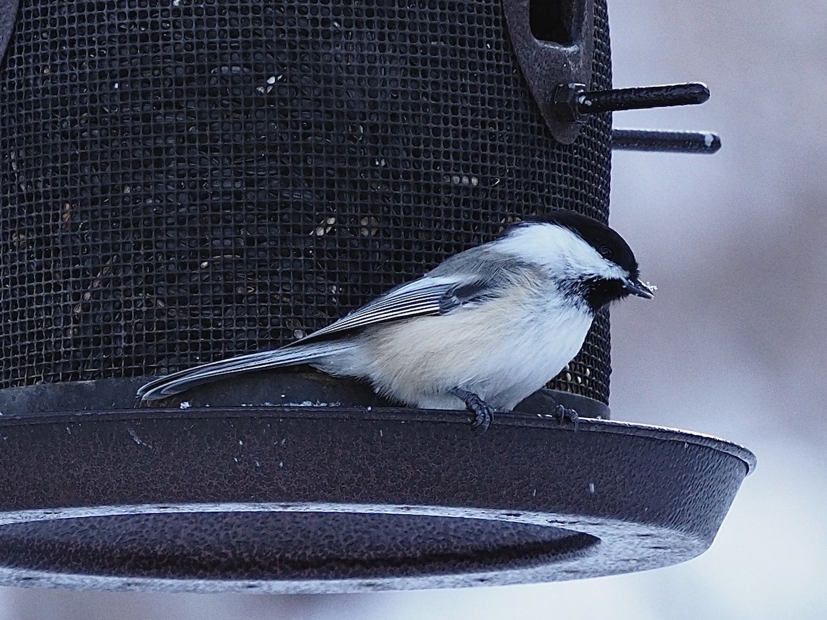 Black-capped Chickadee - ML646324764