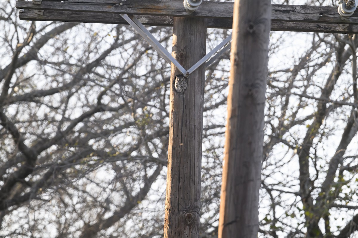 Eastern Screech-Owl - ML646324765