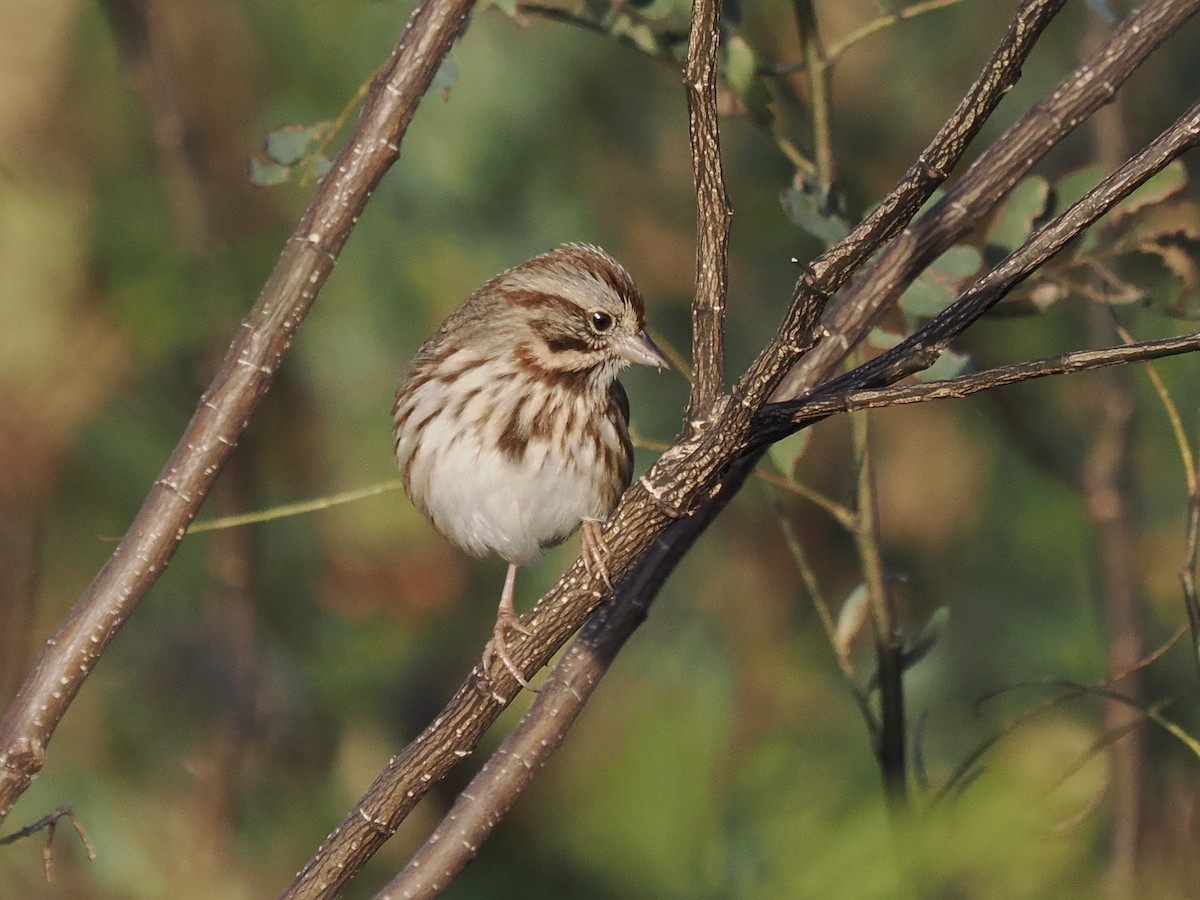Song Sparrow - ML646324768