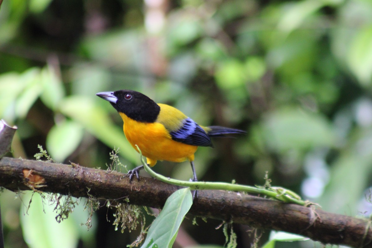 Black-chinned Mountain Tanager - ML646324769