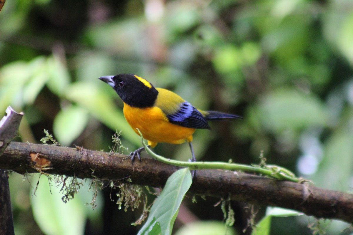 Black-chinned Mountain Tanager - ML646324770