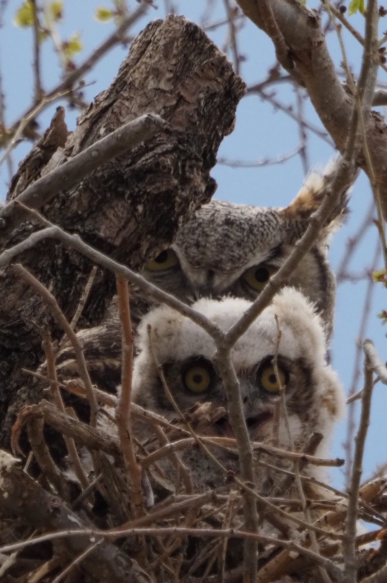Great Horned Owl - ML646324773