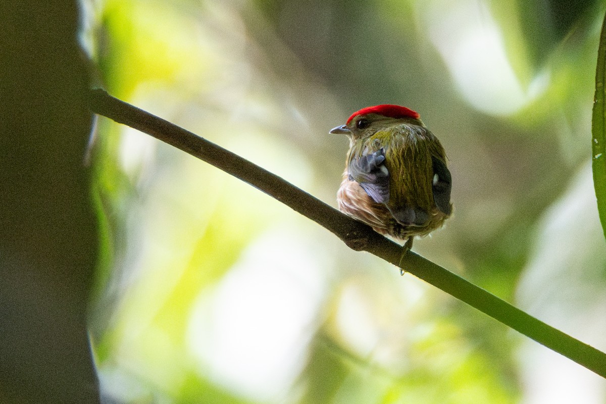 Striolated Manakin - ML646324775