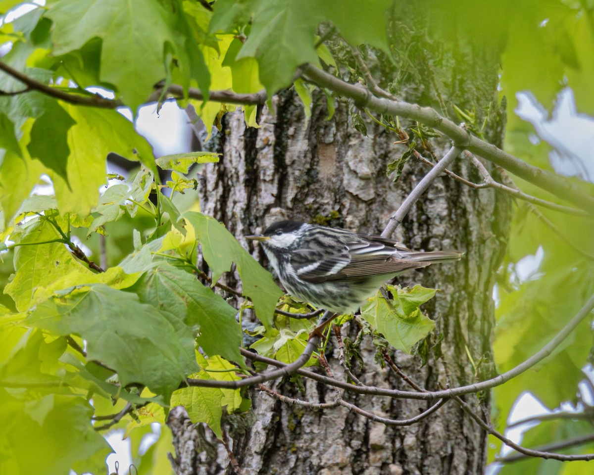 Blackpoll Warbler - ML646324777