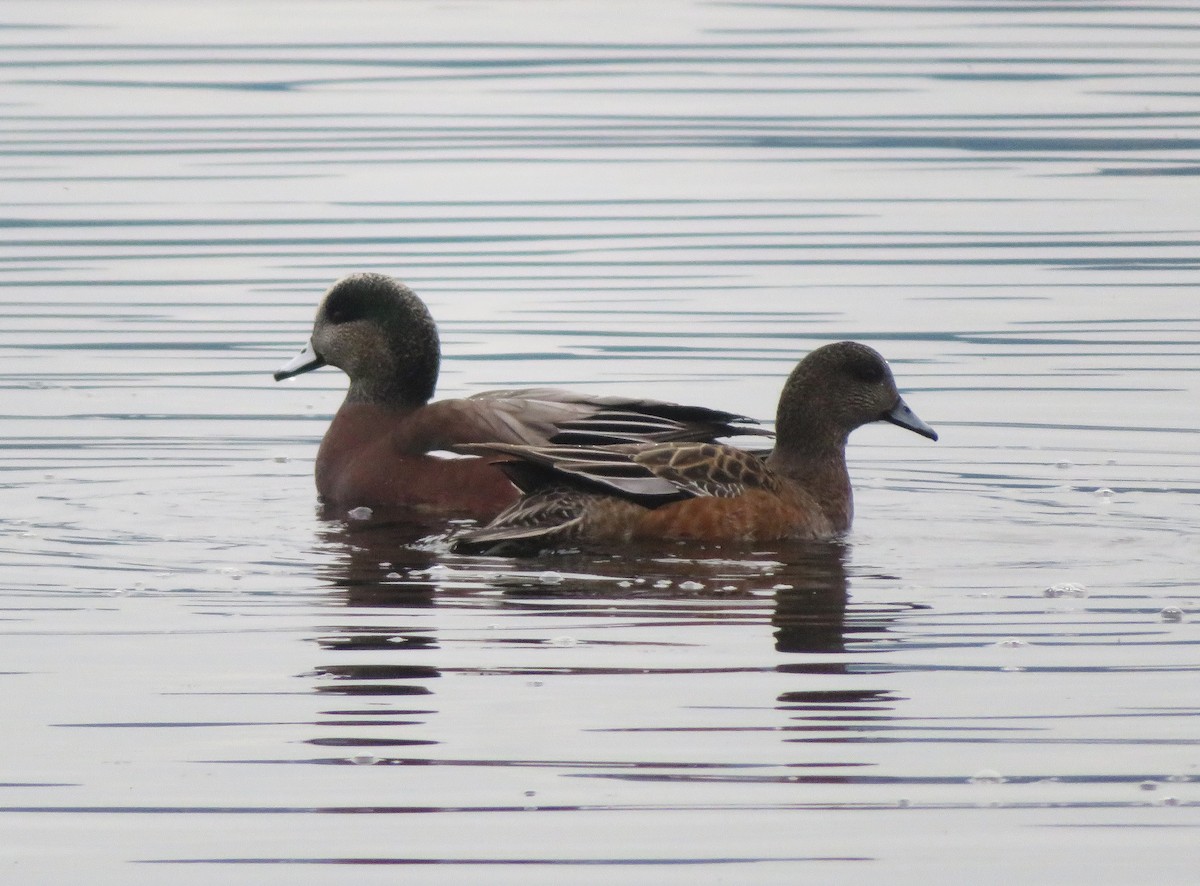 American Wigeon - ML646324778