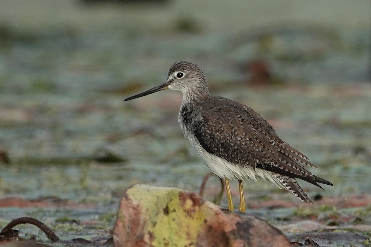 Greater Yellowlegs - ML646324779