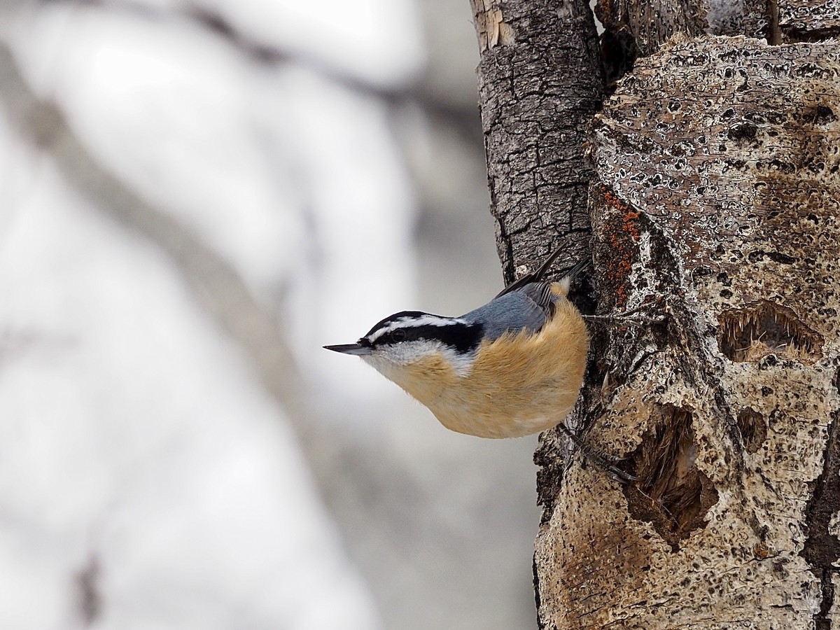Red-breasted Nuthatch - ML646324780