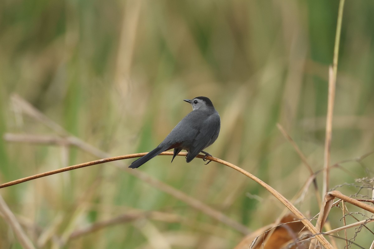 Gray Catbird - ML646324781