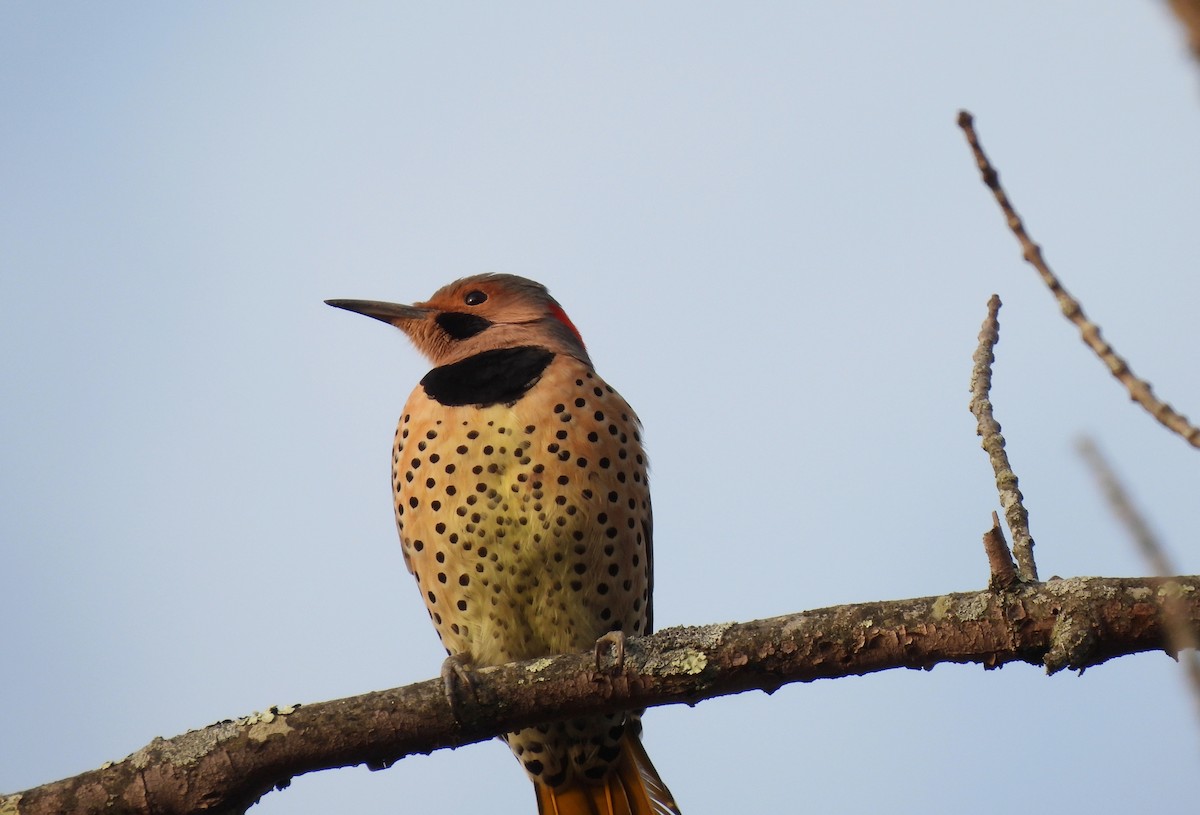 Northern Flicker - ML646324782