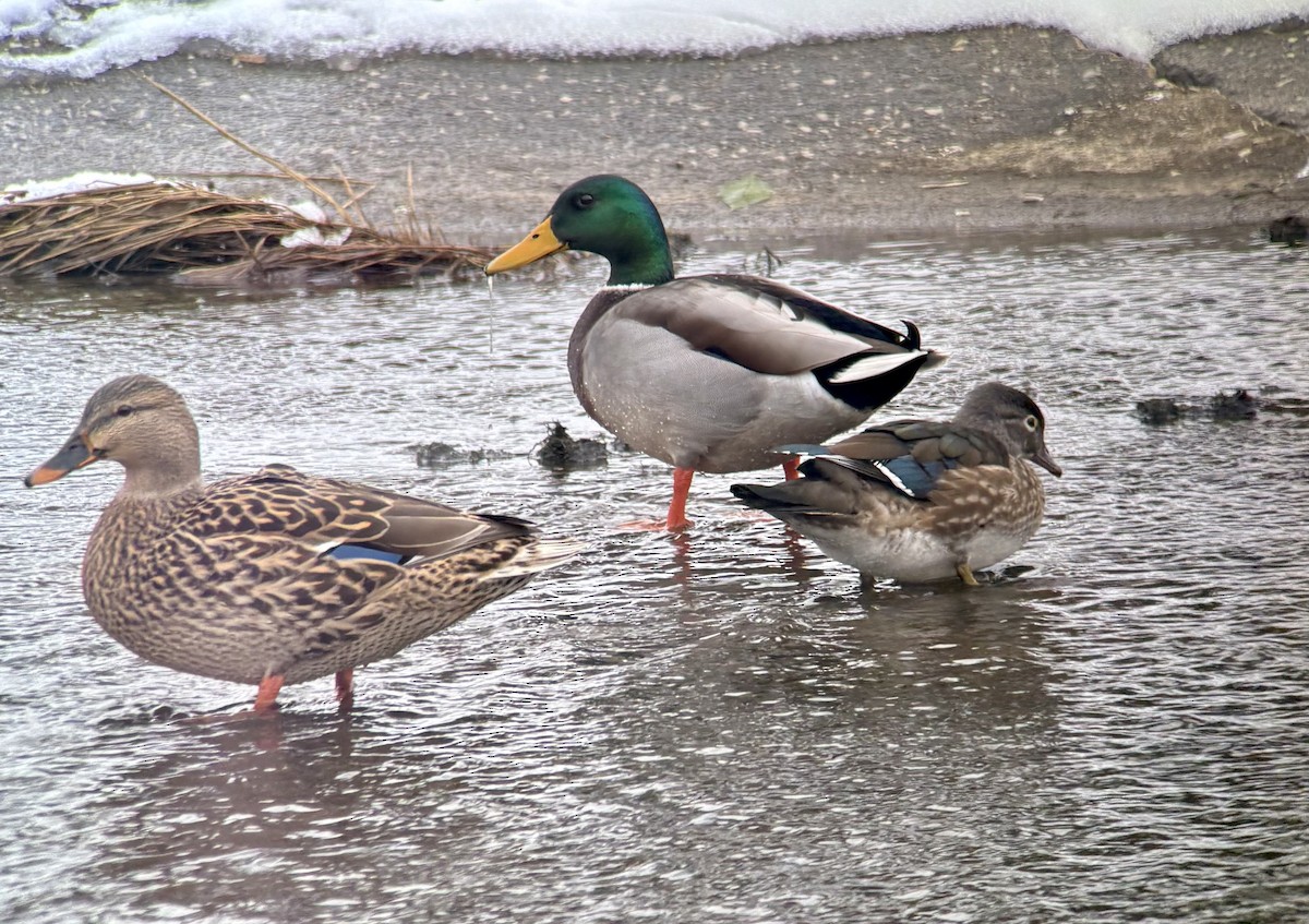 Anatra sposa - ML646324783