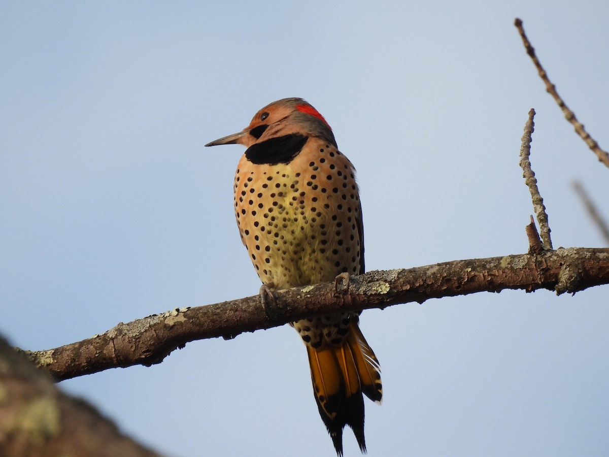 Northern Flicker - ML646324785