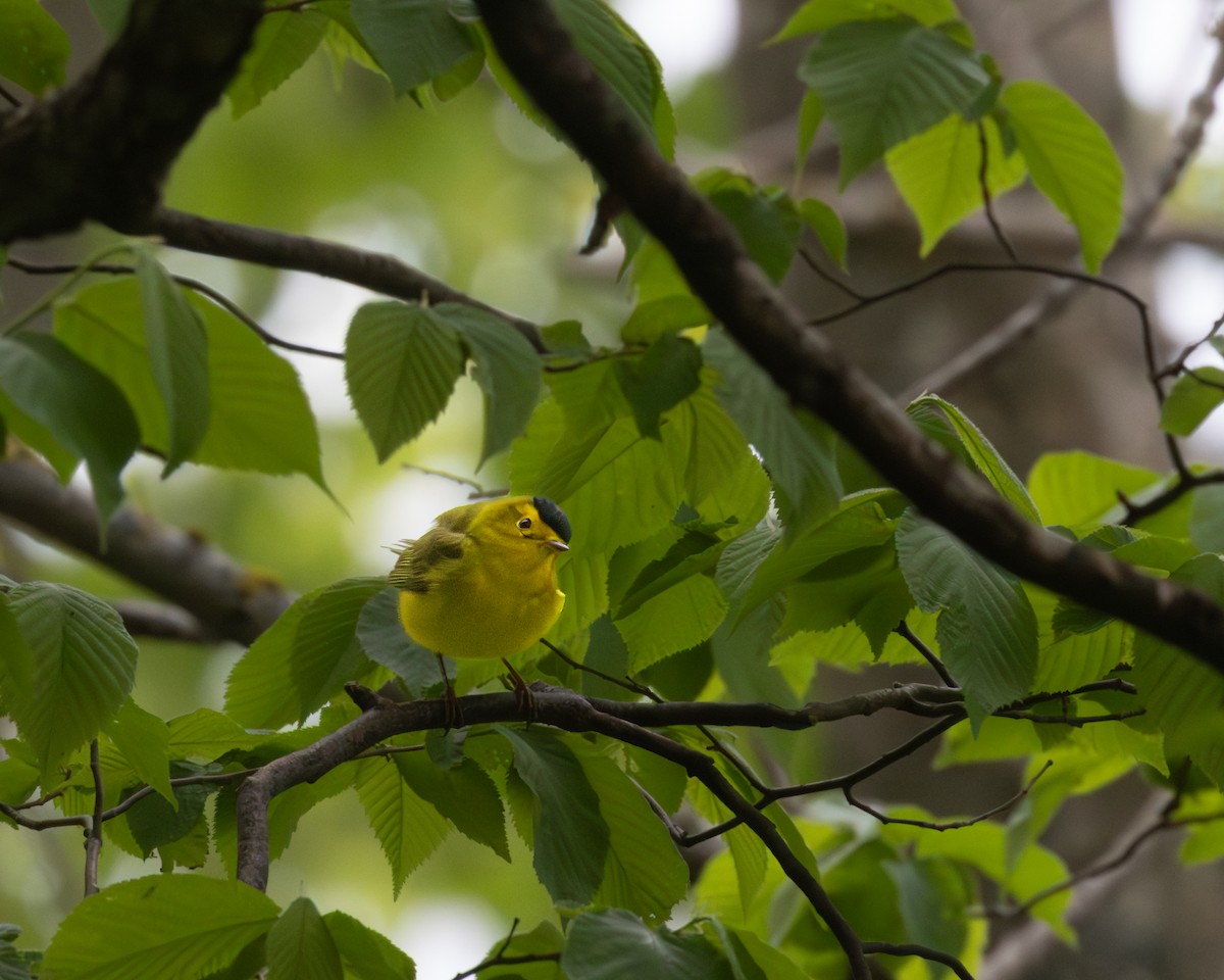 Wilson's Warbler - ML646324786