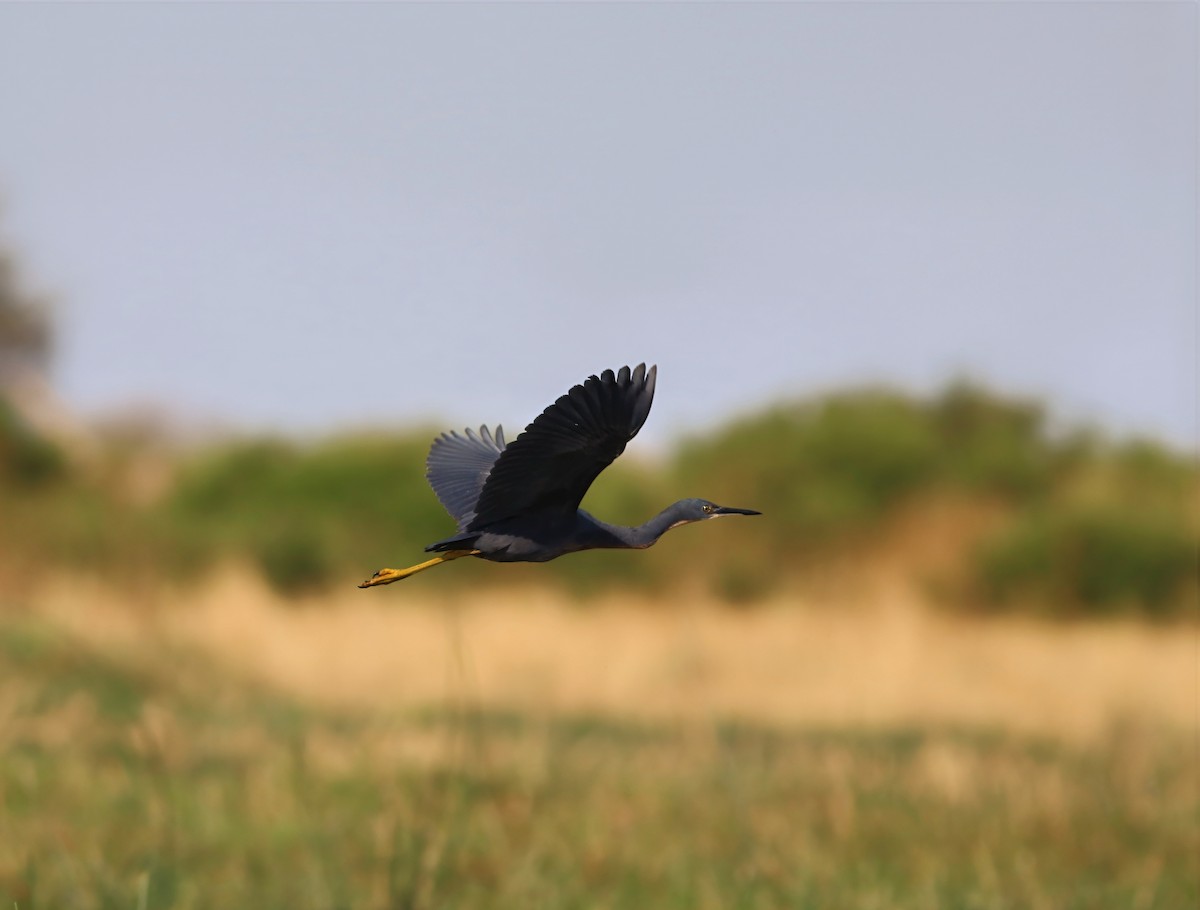 Slaty Egret - ML646324787