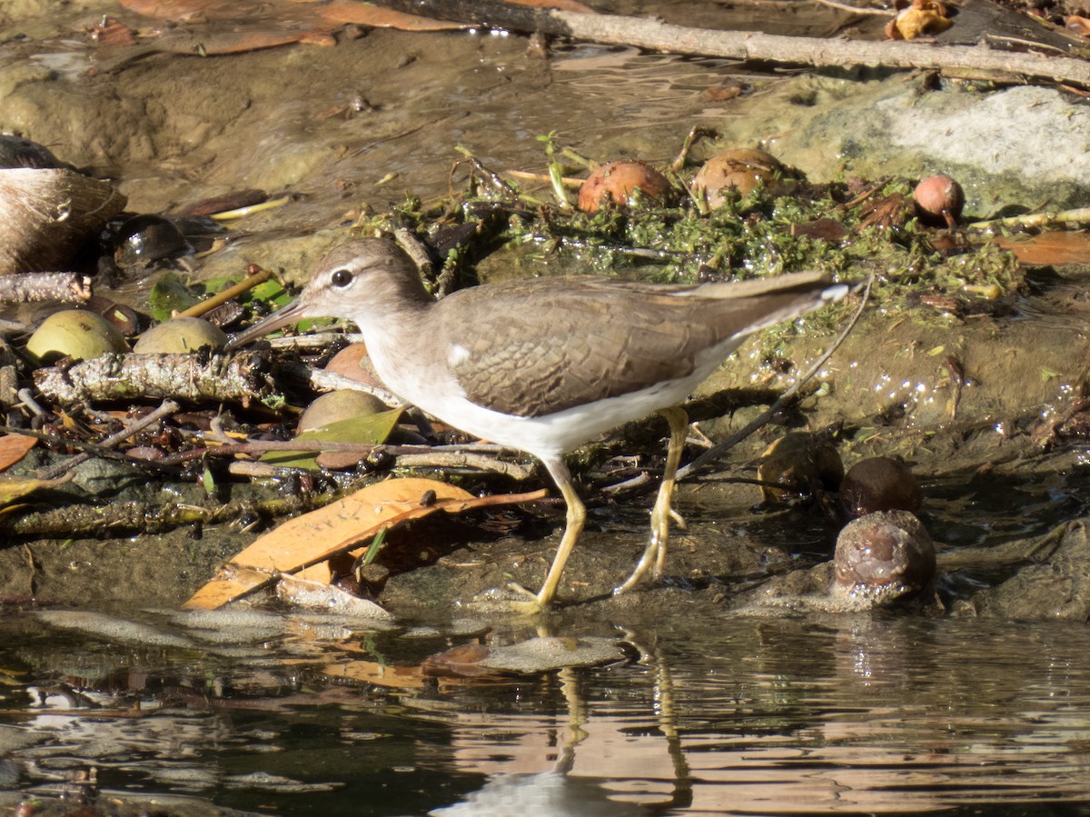 Spotted Sandpiper - ML646324790
