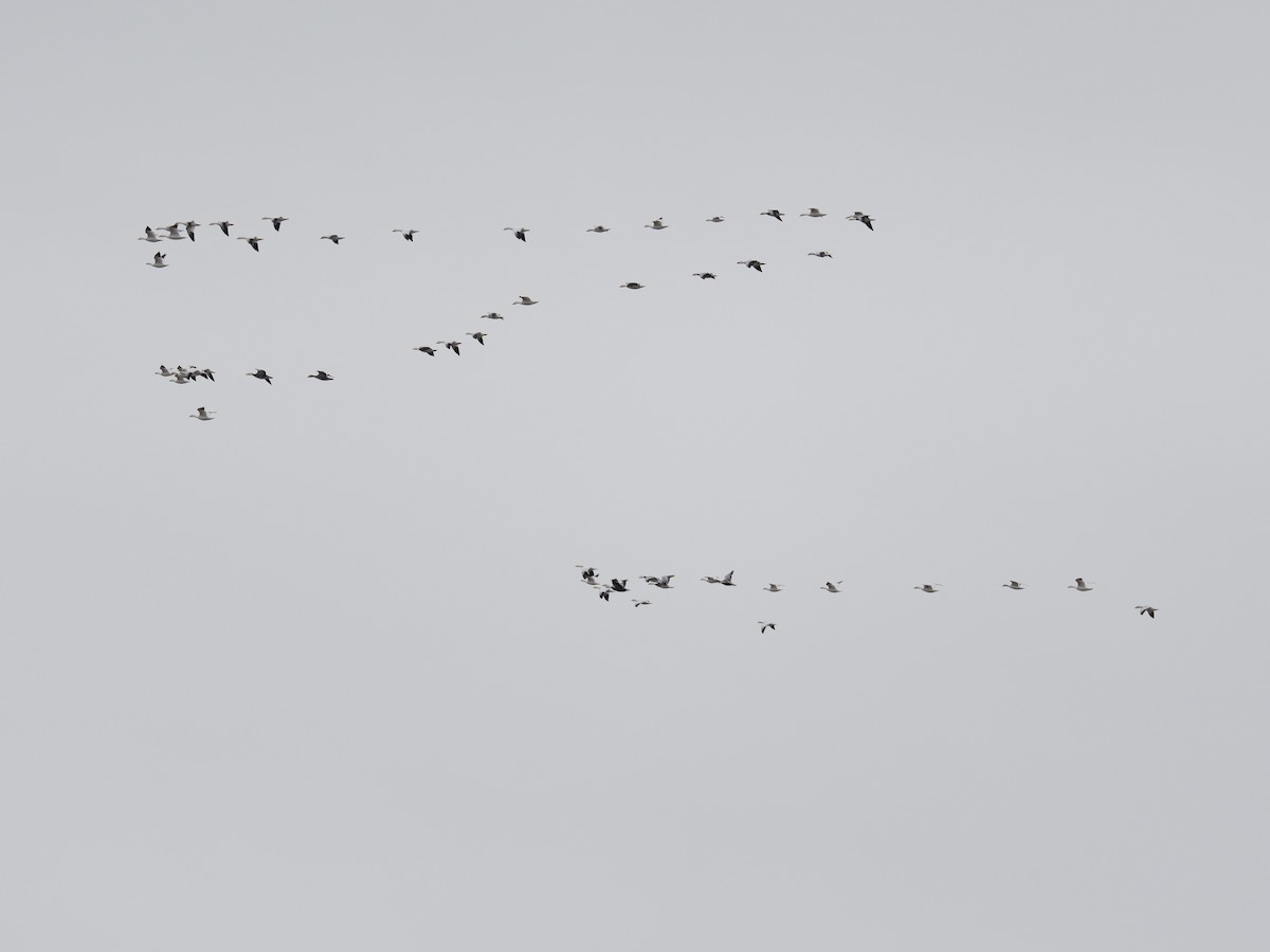 Snow Goose - ML646324792