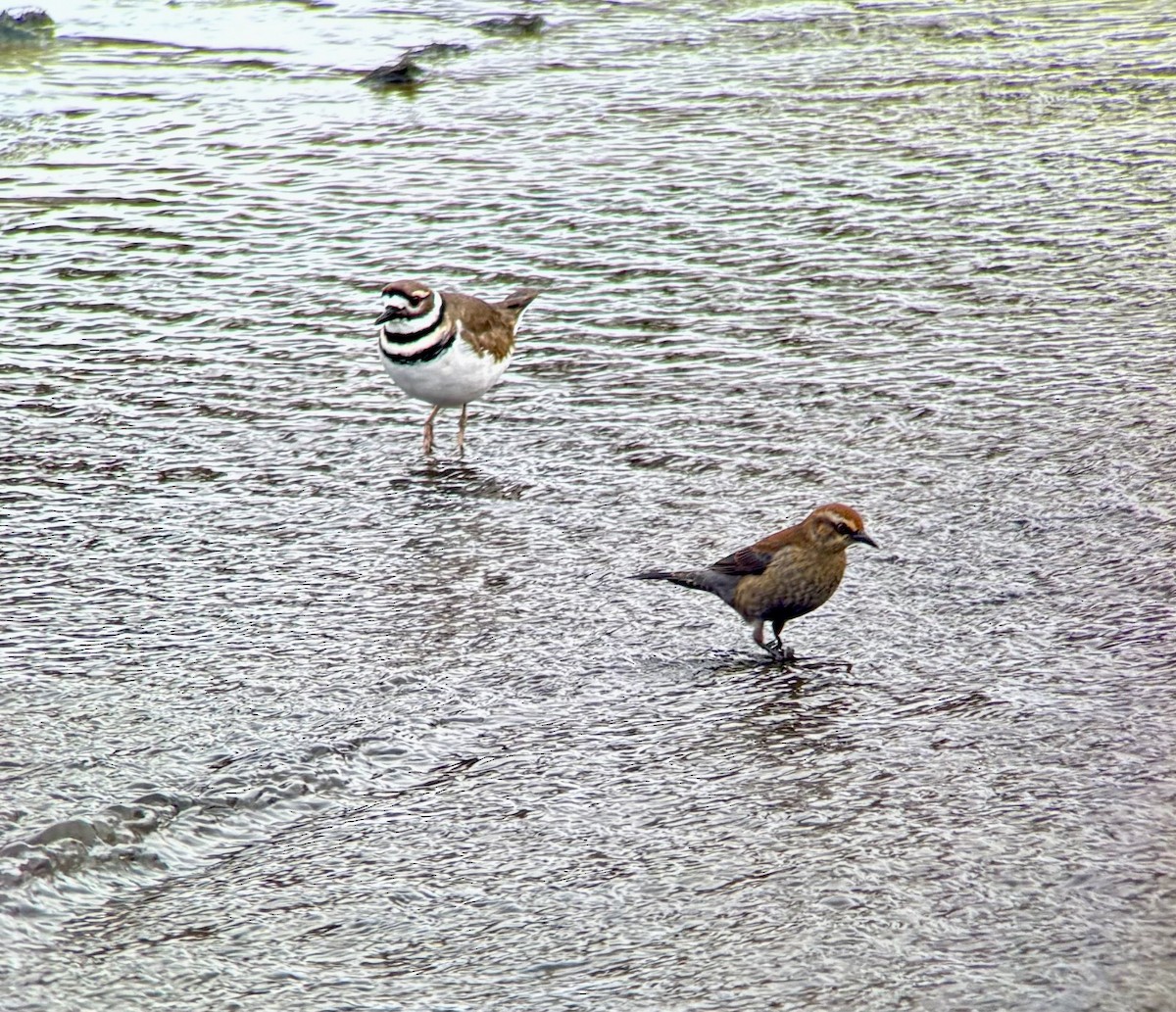 Killdeer - ML646324793