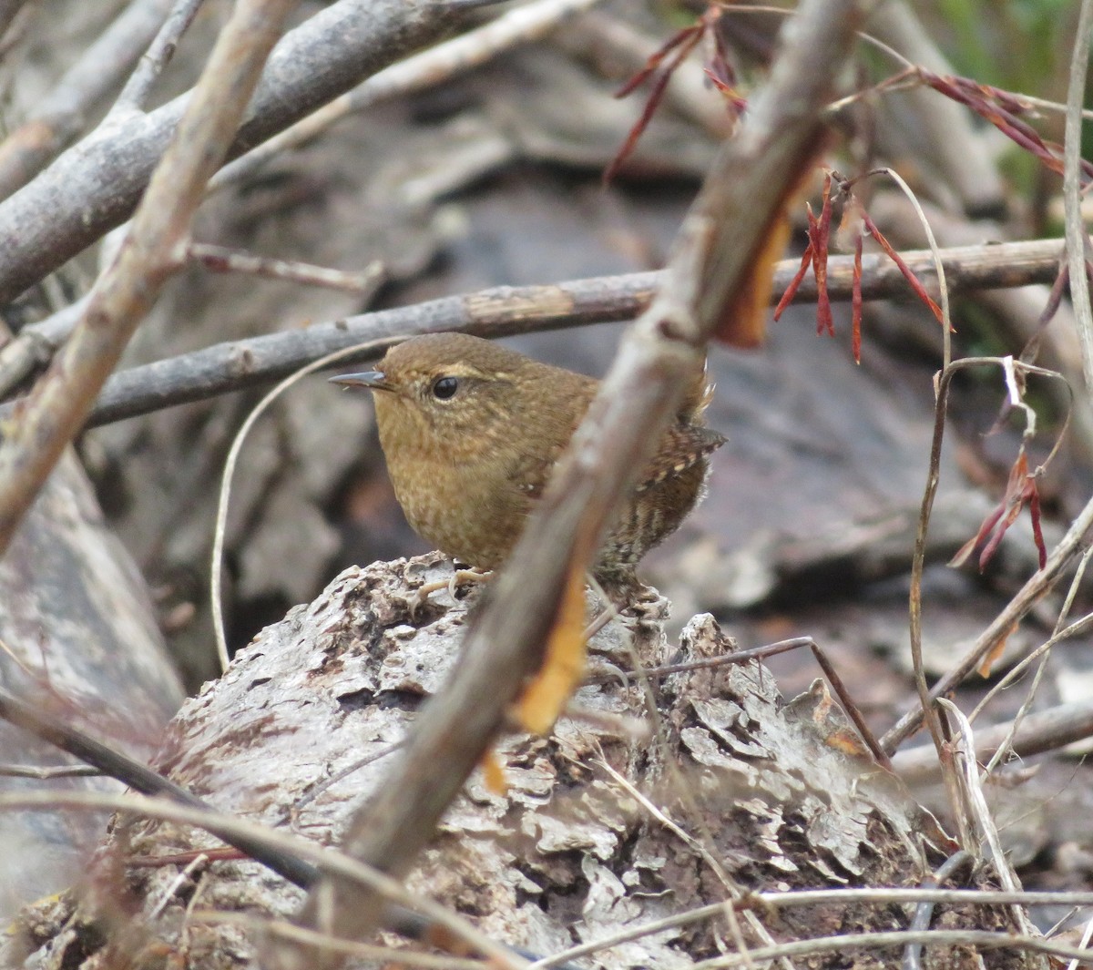 Pacific Wren - ML646324804