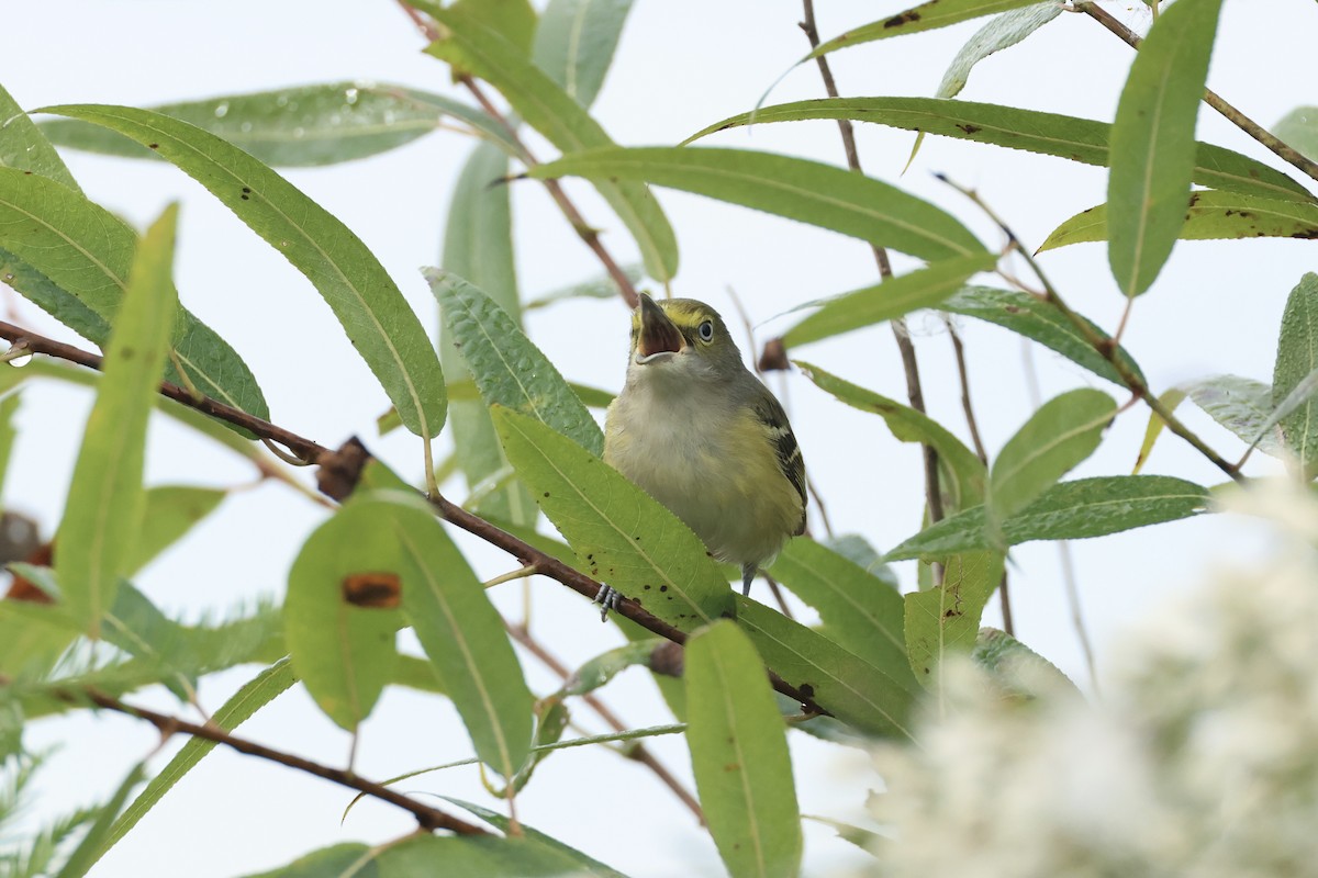ויראו לבן-עין - ML646324805