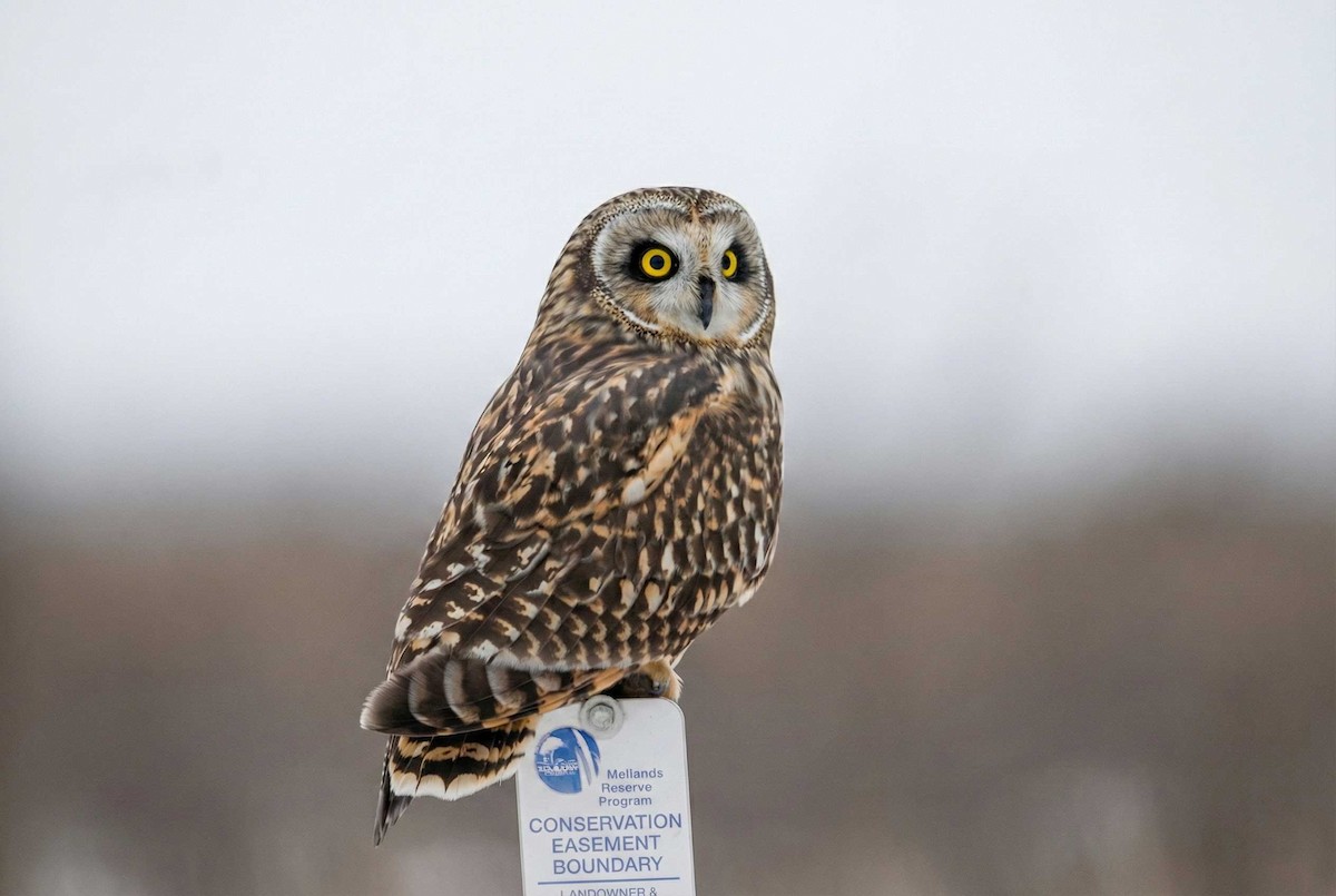 Short-eared Owl - ML646324808