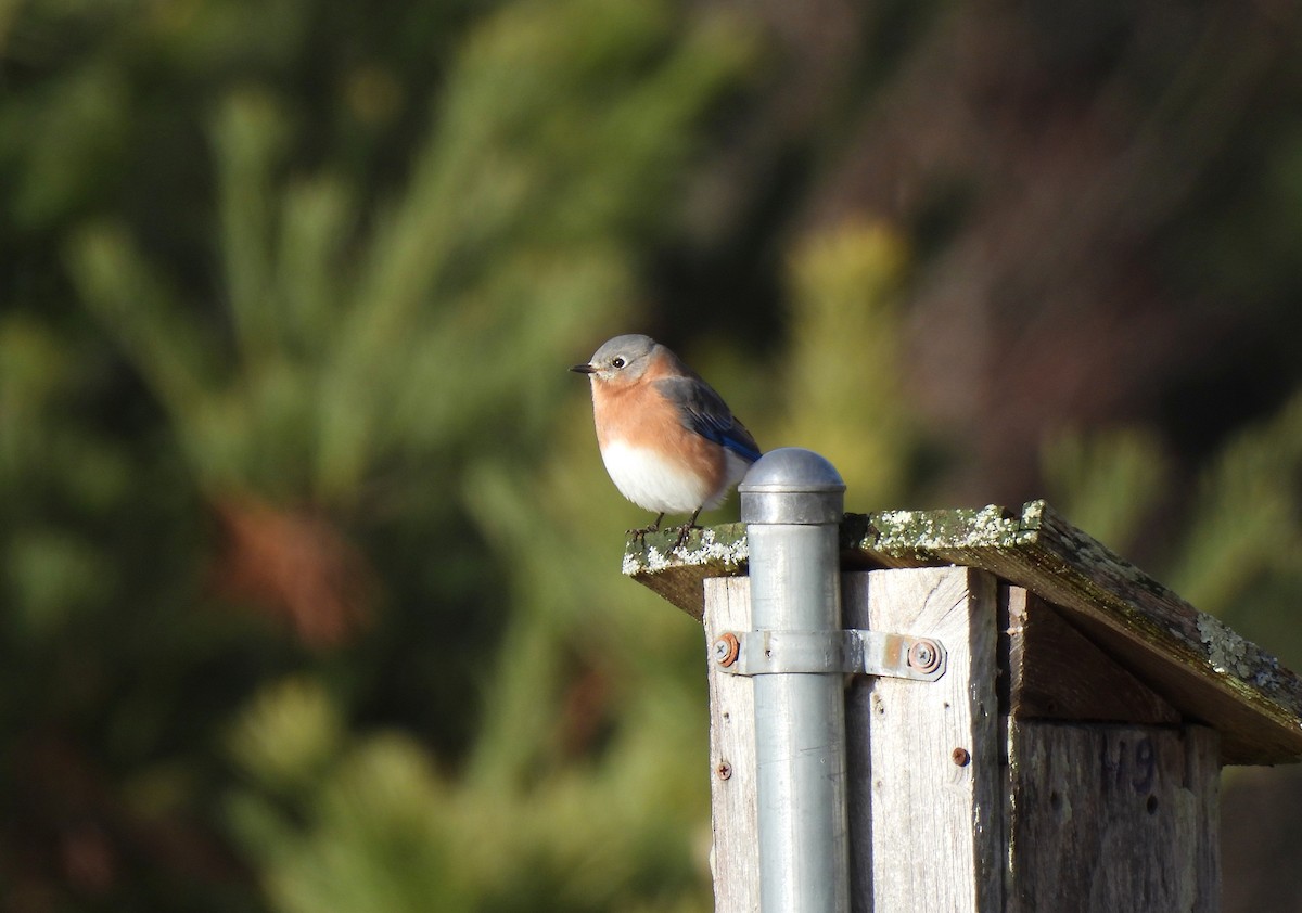 Eastern Bluebird - ML646324809