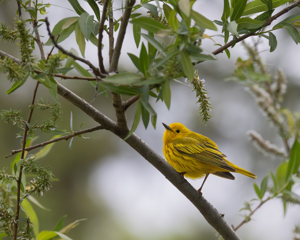 Northern Yellow Warbler - ML646324810
