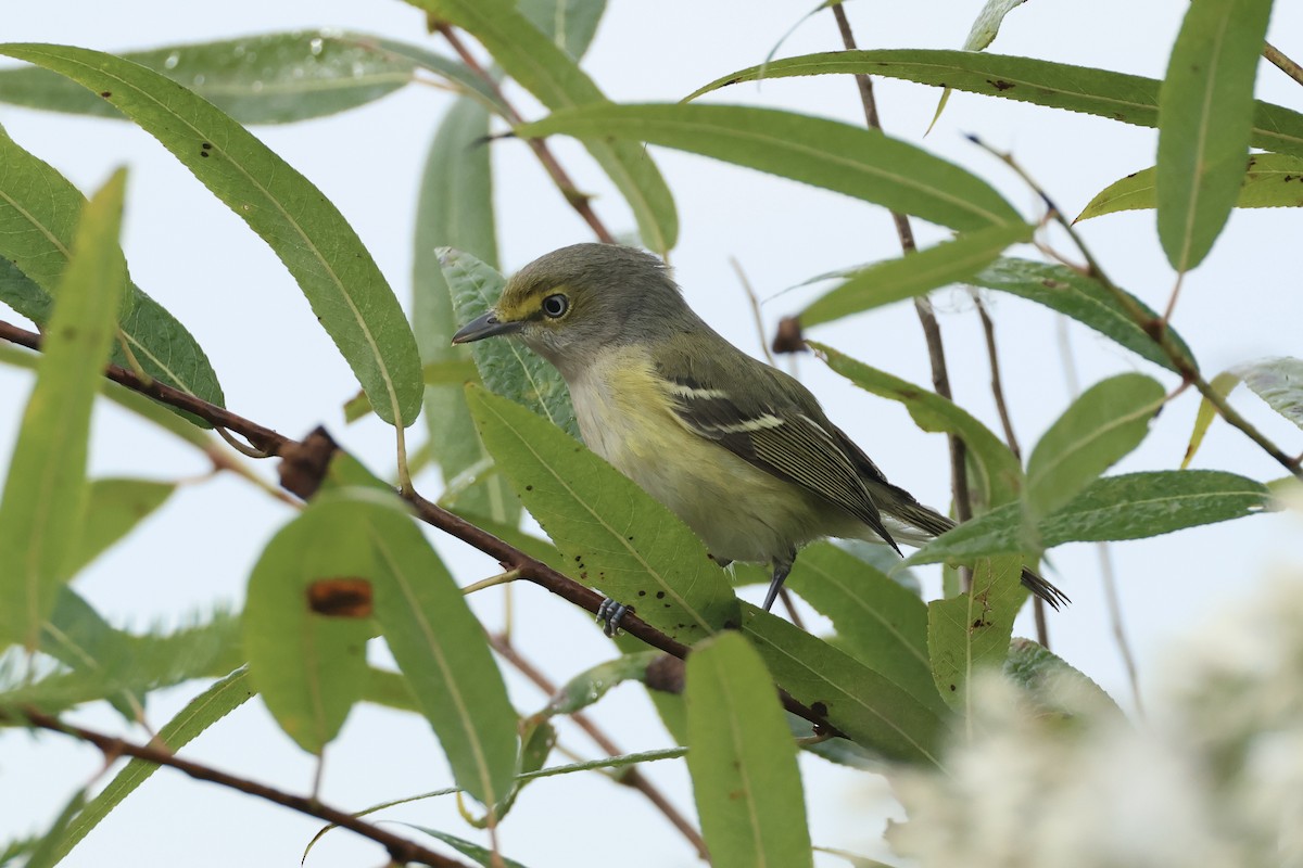 ויראו לבן-עין - ML646324811