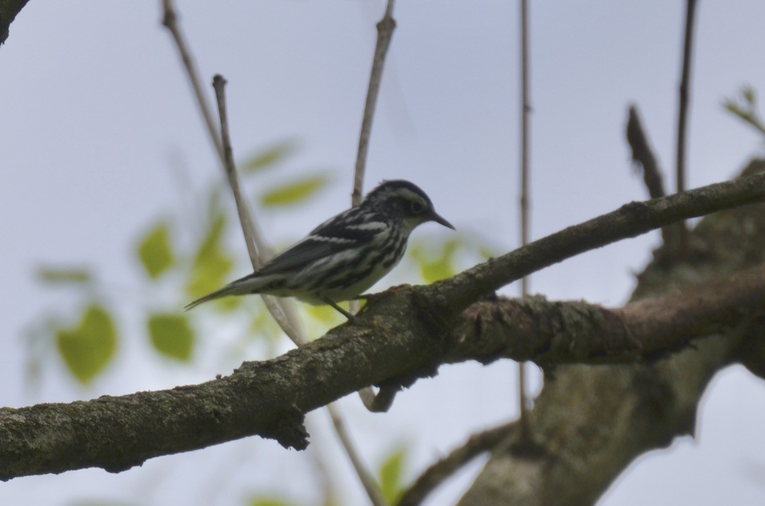 Black-and-white Warbler - ML646324812