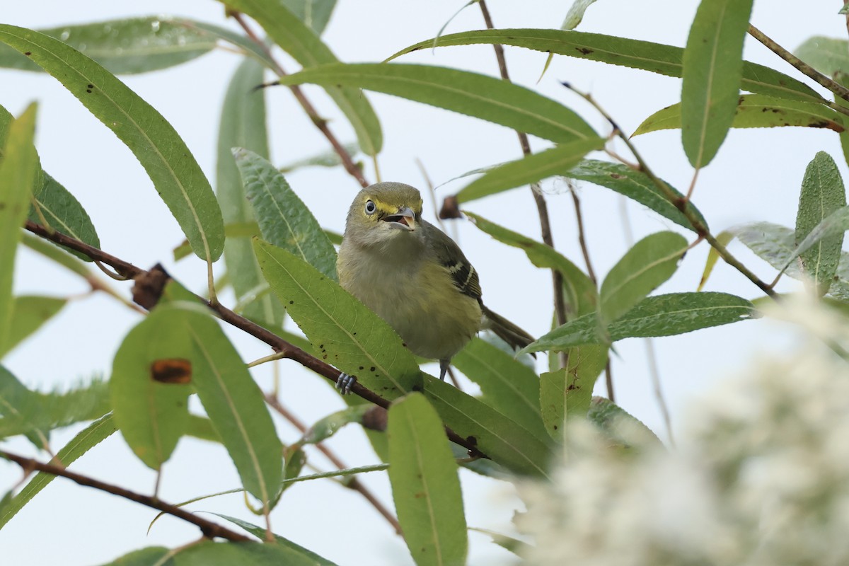 ויראו לבן-עין - ML646324814