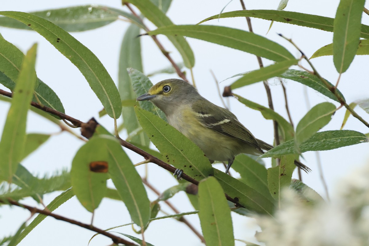 ויראו לבן-עין - ML646324818