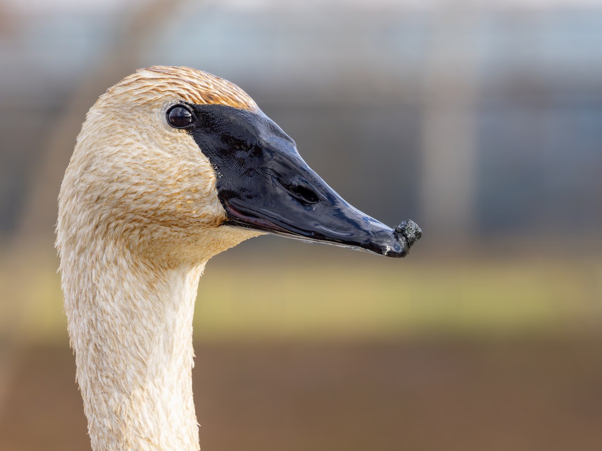 labuť trubač - ML646324821