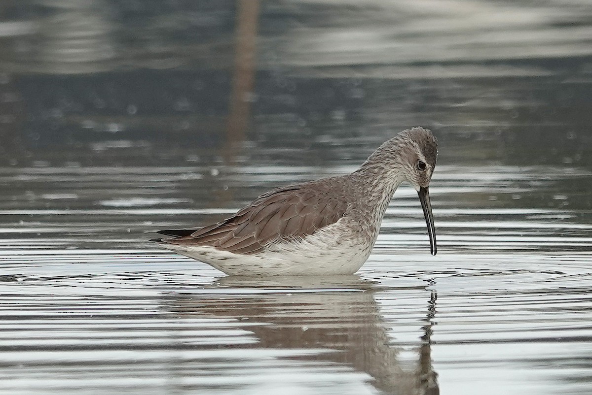 Stilt Sandpiper - ML646324822