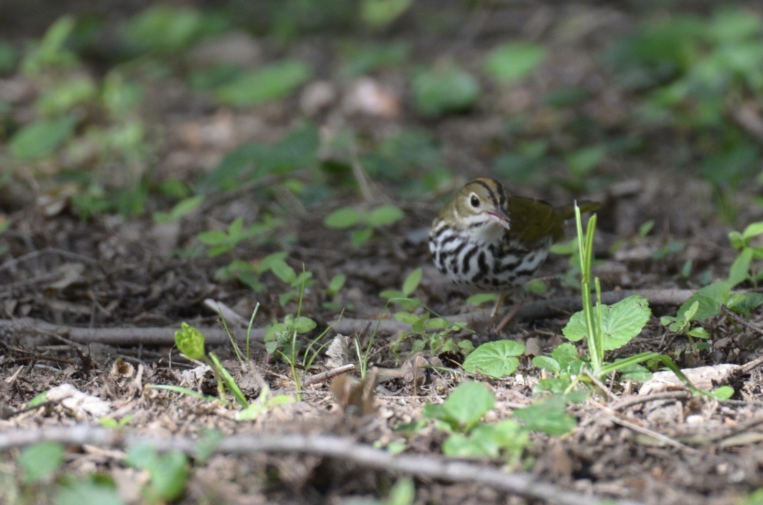 Ovenbird - ML646324823