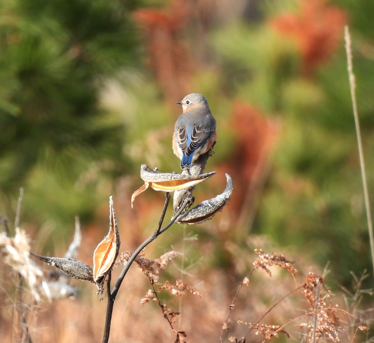 Eastern Bluebird - ML646324827