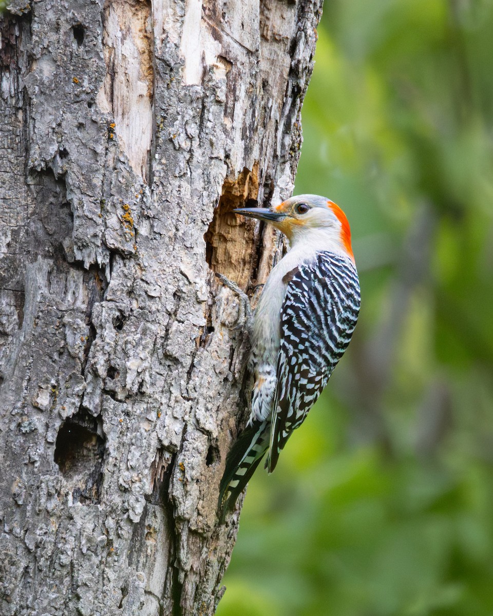 Red-bellied Woodpecker - ML646324831