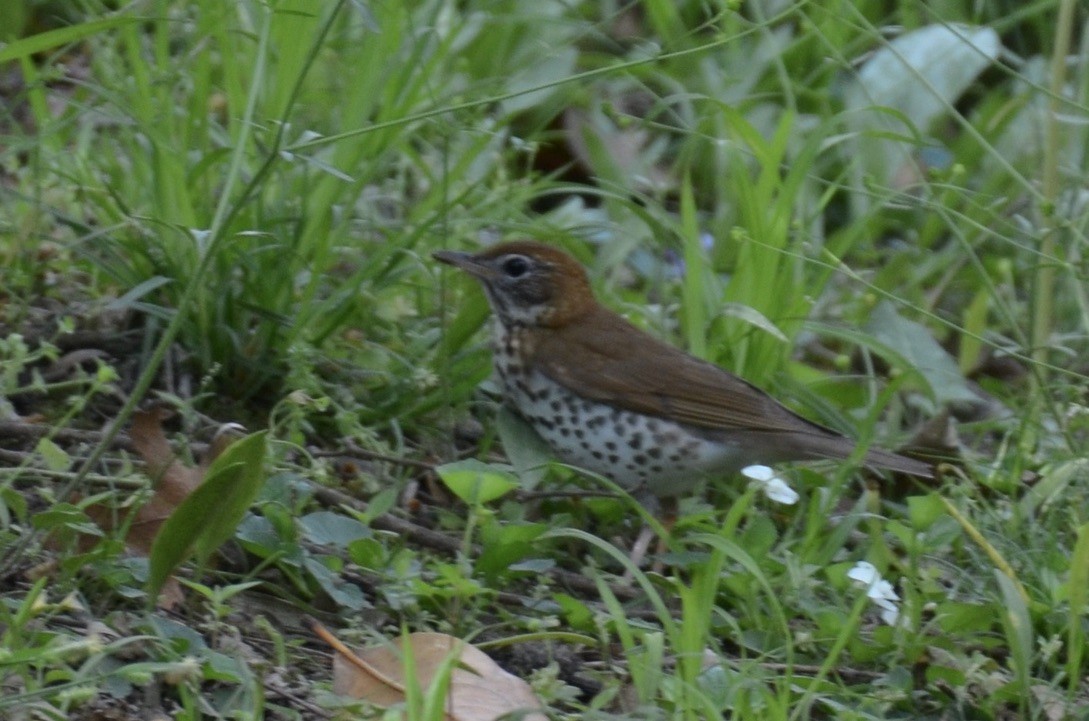 Wood Thrush - ML646324833