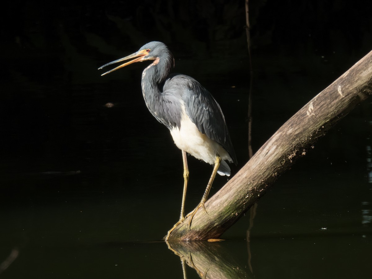 Tricolored Heron - ML646324836