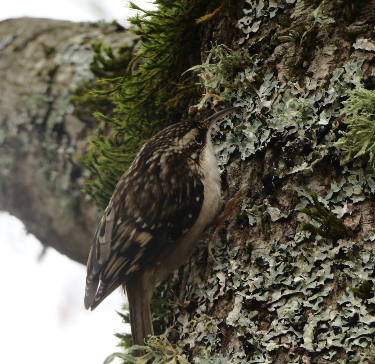 Brown Creeper - ML646324839