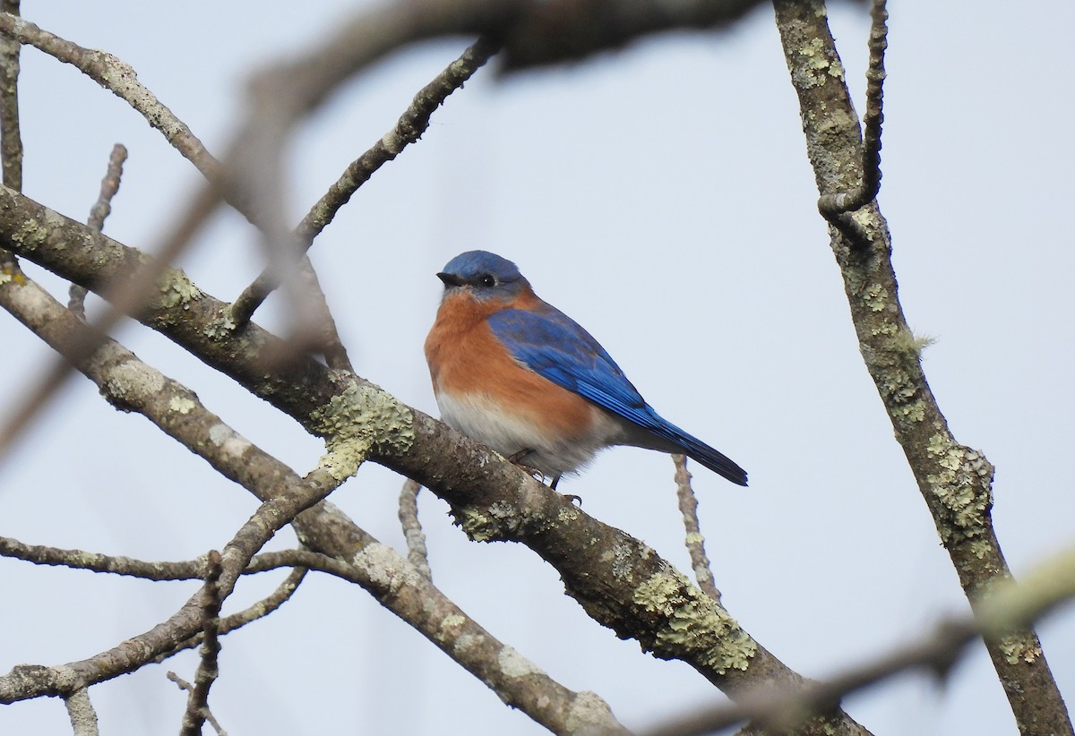 Eastern Bluebird - ML646324847