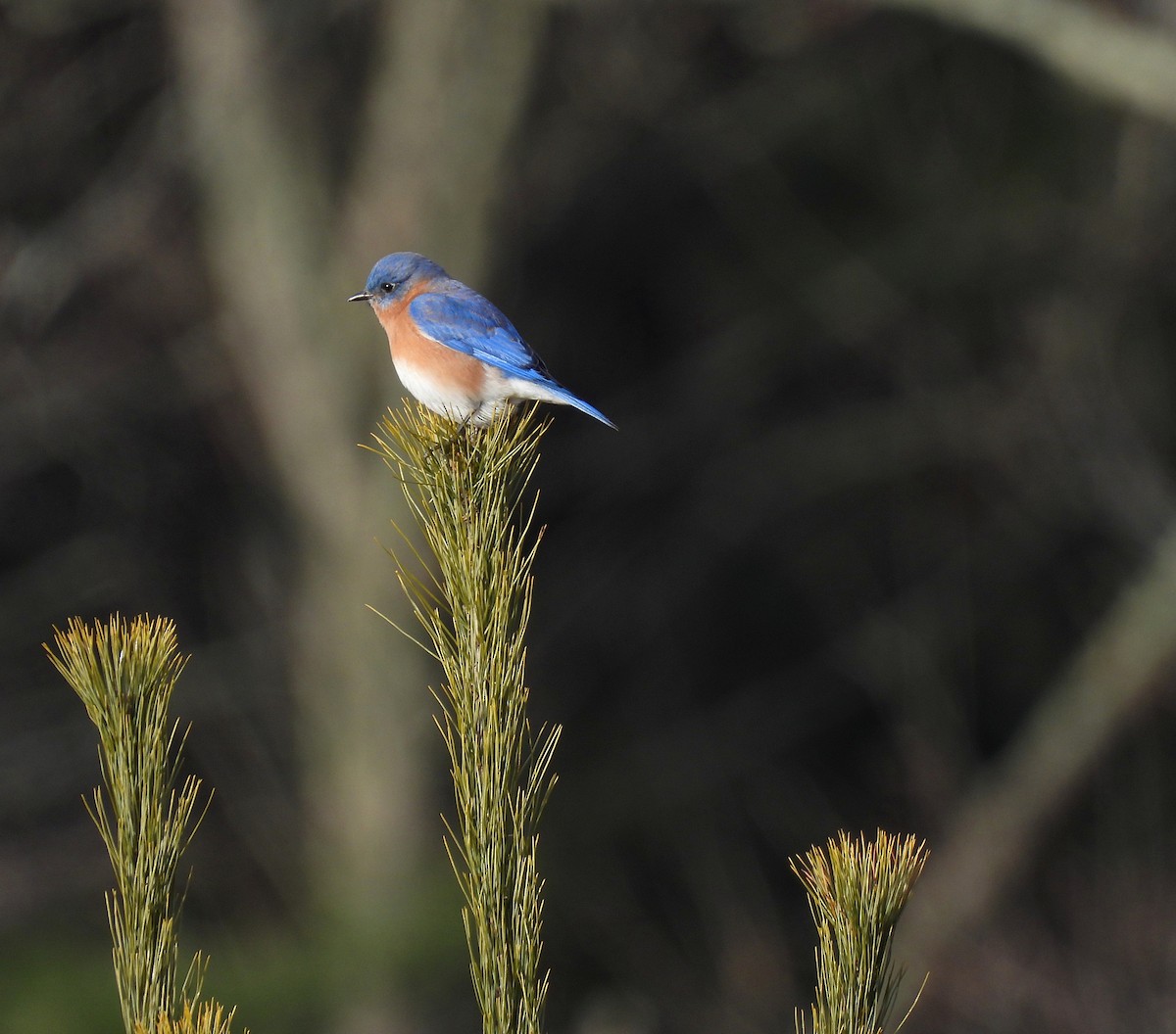 Eastern Bluebird - ML646324850
