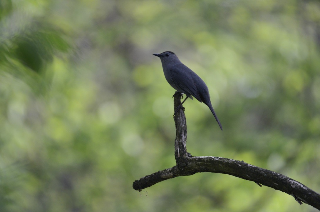 Gray Catbird - ML646324852