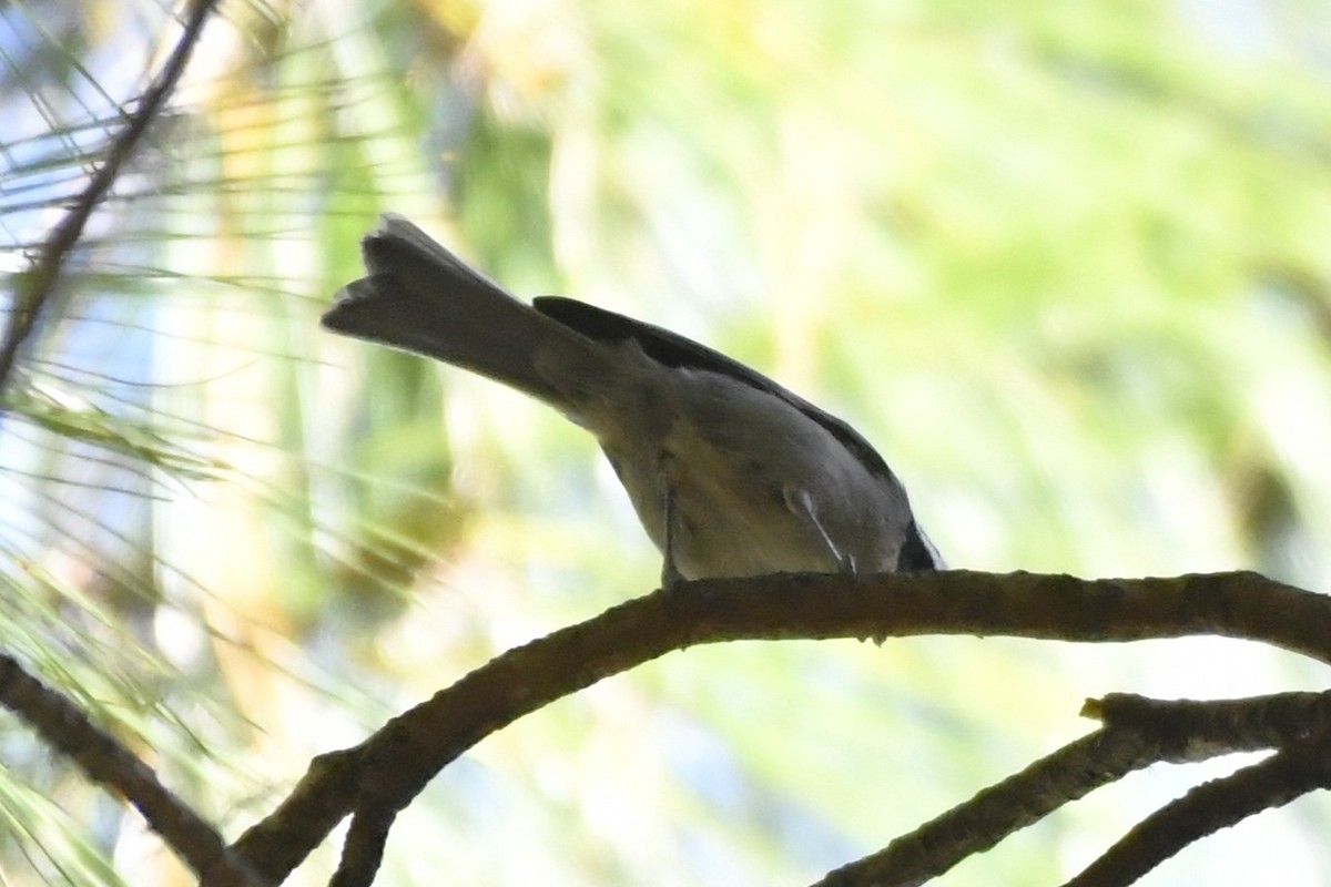 Grauflankenmeise - ML646324859