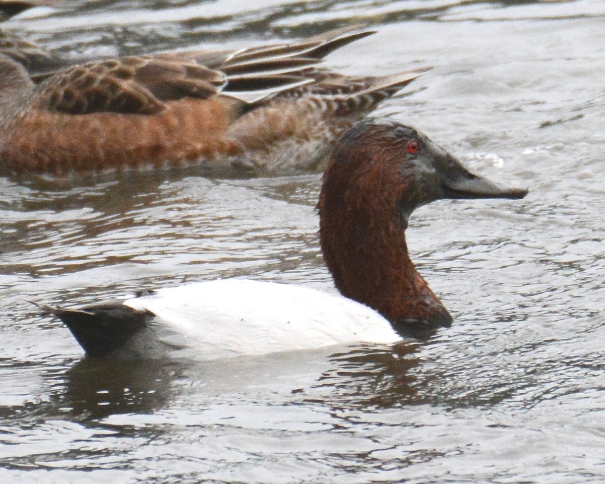 Porrón Coacoxtle - ML646324861